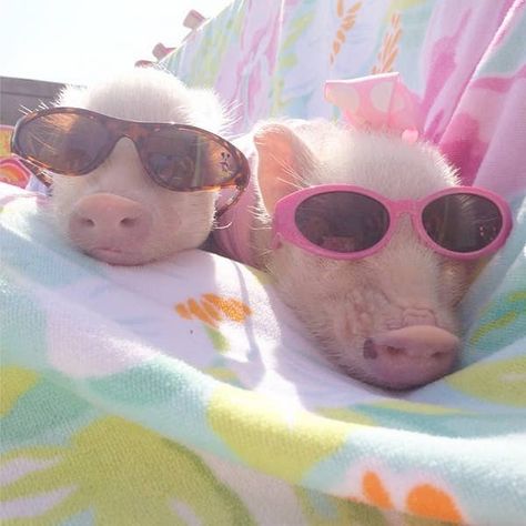 Prissy Pig Instagram Roundup - Cute Piglets Baby Piglets, Teacup Pigs, Before And After Pics, Cute Piglets, Mini Pigs, Söt Katt, Pigs In A Blanket, Cute Piggies