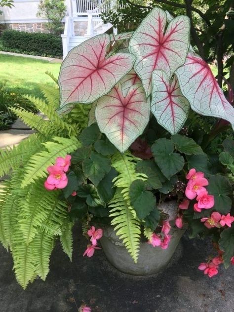 Patio Flowers, Porch Flowers, Container Garden Design, Potted Plants Outdoor, Container Gardening Flowers, Shade Flowers, Flower Pots Outdoor, Gardening Flowers, Garden Containers