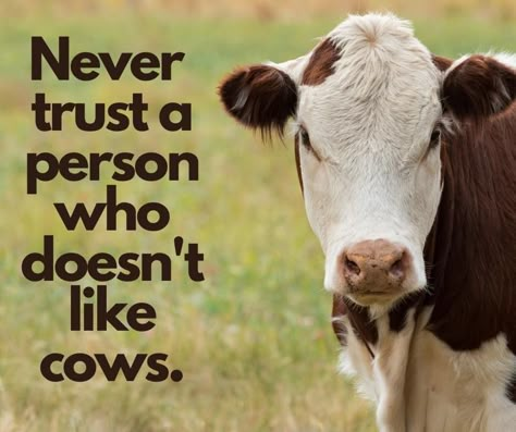 Farm Life Quotes, Livestock Quotes, I Love Cows, Cow Quotes, Cow Appreciation Day, Flowers Farm, Show Cows, Farm Humor, Pet Cows