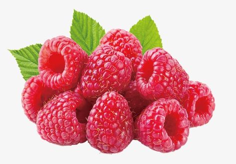 Raspberry Clipart, Raspberry Images, Types Of Berries, Human Digestive System, Plant People, Fruits Photos, Raspberry Fruit, Food Pyramid, Fruit Photography