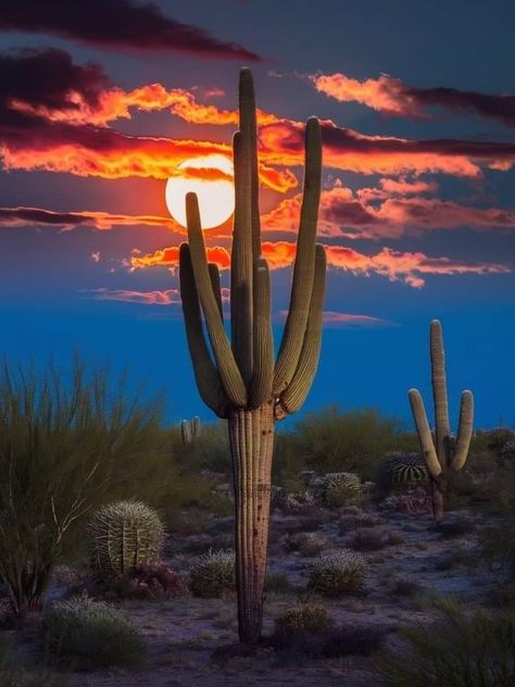 Arizona Vibes, Southwest Wallpaper, Monument Valley Arizona, Cactus Photography, Arizona Landscape, Oil Painting Inspiration, Western Landscape, Gorgeous Scenery, Desert Vibes