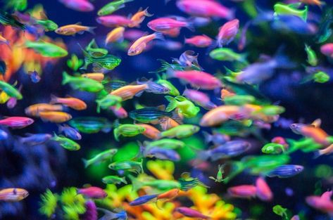 Danio Glofish -Shining Fish-Zebra Zebra Fish, The Aquarium, Large Eyes, Genetically Modified, Kew Gardens, Aquatic Plants, Natural Style, Aquarium Fish, Artificial Plants