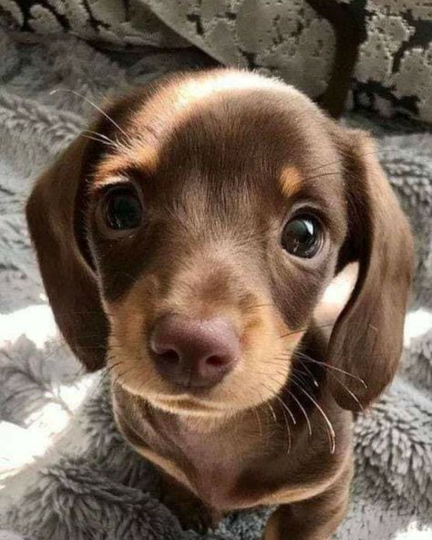 Purple💜 on Twitter: "Severim o suratını..🤗🐶… " Chocolate Dachshund, Most Beautiful Dog Breeds, Black And Tan Dachshund, Baby Dachshund, Beautiful Dog Breeds, Hybrid Dogs, Dog Icon, Dog Photograph, Weenie Dogs