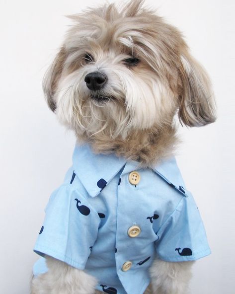 Baby Beluga BBQ Shirt | Nautical Dog Dress Shirt by Dog Threads Baby Beluga, Bbq Shirt, Dog Club, Whale Print, Dog People, Dog Dress, Pet Fashion, Dog Sweaters, Dog Hoodie