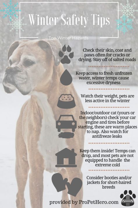 Safety Infographic, Dog Paw Care, Winter Safety, Paw Care, Baby Its Cold, Its Cold, Pet Cleaning, Health And Happiness, Outdoor Cats