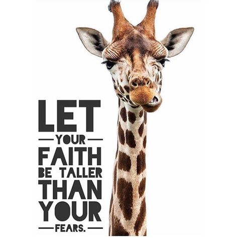 Faith Taller                                                                                                                                                                                 More West With Giraffes, Giraffe Quotes, Book Club Discussion Questions, Safari Classroom, Giraffe Facts, Book Club Discussion, Giraffe Images, Be Taller, Giraffe Pictures