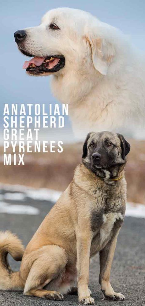 Anatolian Shepherd Great Pyrenees Mix—Is This The Right Pup For You? Great Pyrenees And Anatolian Shepherd, Anatolian Shepherd Dog Great Pyrenees, Anatolian Shepherd Great Pyrenees, Great Pyrenees Anatolian Shepherd, Anatolian Pyrenees, Weenie Dogs Funny, Anatolian Shepherd Puppies, Great Pyrenees Puppy, Pyrenees Puppies