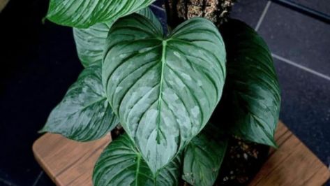 Philodendron Majestic Plant Care — Everything You Need To Know! Philodendron Majestic is a beautiful hybrid of the Philodendron sodiroi (https://plantophiles.com/plant-care/philodendron-sodiroi/) and Philodendron verrucosum (https://plantophiles.com/plant-care/philodendron-verrucosum/).  It is well known for receiving the best traits of both its parent plants: the gleaming and glaucous silver leaves of Philodendron sodiroi an… Philodendron Verrucosum, Good Traits, Spider Mites, Indoor Plant Care, Silver Leaves, Neem Oil, Liquid Fertilizer, House Plant Care, Beneficial Insects