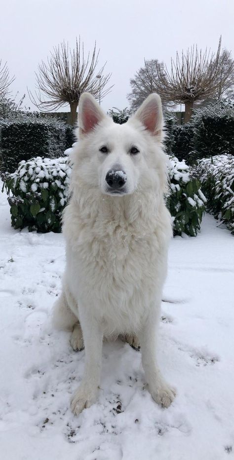 Elegant Dog Breeds, White Gsd, Native American Dog, Swiss Shepherd, Husky Breeds, Family Friendly Dogs, White Swiss Shepherd, White Shepherd, White German Shepherd