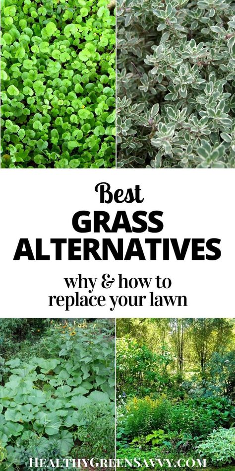 Grass Alternatives, Moss Lawn, Replace Lawn, Clover Lawn, Grass Alternative, Summer Gardening, Tattoo Plant, No Grass Backyard, Lawn Alternatives