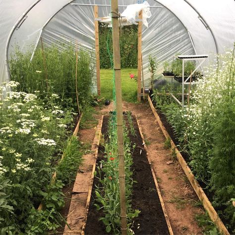 Jenny Powell on Instagram: “Poly tunnel filling up #mygarden #mygardentoday #may #orlaya #ammi #herefordshireflowers #sweetpeas #gypsophilia #flowersforbrides…” Poly Tunnel Ideas, Polytunnel Ideas, Greenhouse Tunnel, Jenny Powell, Poly Tunnel, Water Catchment, Hoop House, Veg Patch, River Road