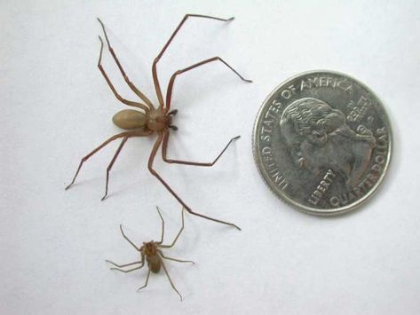 The standard size of a brown recluse is smaller than a quarter. It's marked by the violin shape on the back (the neck of the violin points down to the body) and the six eyes. Image: brown-recluse.com Venomous Spiders, Poisonous Spiders, Brown Recluse Spider, Recluse Spider, Spiders And Snakes, Desert Gardening, Spider Venom, Brown Recluse, Creepy Houses