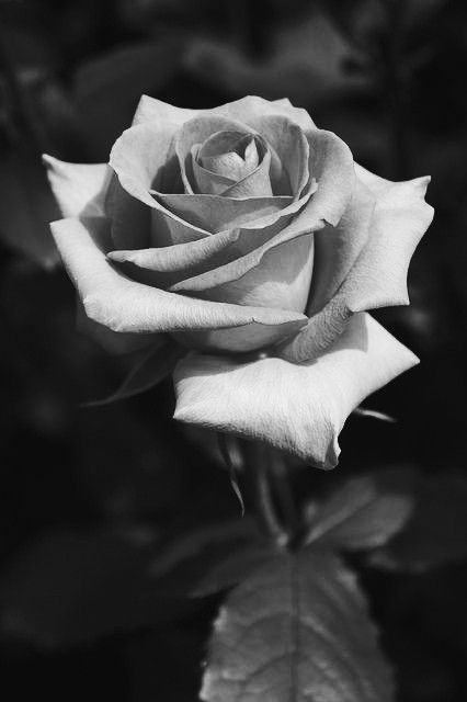 Rose Reference Black And Grey, Black And White Rose Photography, Chrysanthemum Black And White, Chest Tattoo Ideas, Rose Reference, Realistic Rose Tattoo, Black And Grey Rose, Rose Flower Tattoos, Rose Flower Photos