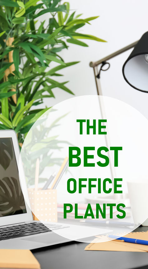 Office With Plants Interiors, Office Plant Decor Ideas, Office Plants Ideas, Plants For Desk At Work, Indoor Office Plants Workspaces, No Light Plants Indoor Office, Best Office Plants Work Spaces, Plants For An Office, Plants For Office Desk