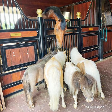 Miniature Horse Videos, Mini Horses, Funny Horse Videos, Miniature Ponies, Tiny Horses, Miniature Donkey, Mini Pony, Cute Horse Pictures, Horse Videos