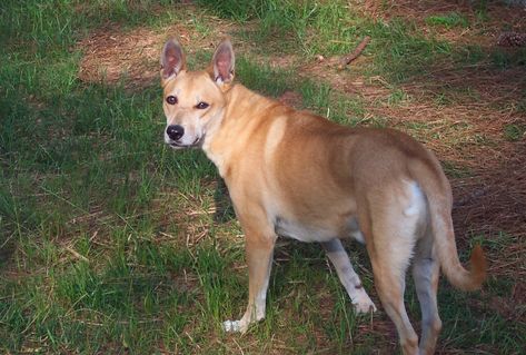 Also known as the Carolina dog, this breed has a surprising and fascinating history. American Dingo, Unusual Dog Breeds, Ancient Dogs, Carolina Dog, Cool Dog Houses, Paracord Dog Collars, Best Dog Toys, Dog Grooming Business, Best Dog Training