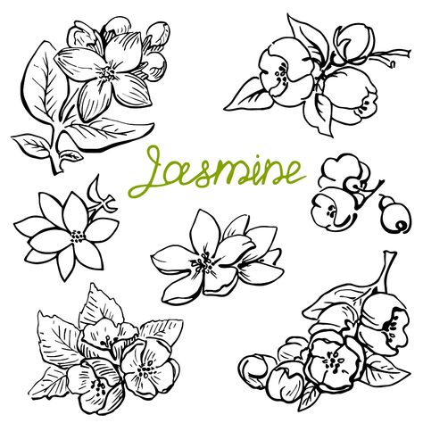 Jasmine Flower Sketch, Jasmine Flower Drawing, Flower Drawing Simple, Jasmine Drawing, Hippie Drawing, Burned Hats, Jasmine Dragon, Flower Stencils, Jasmine Flowers