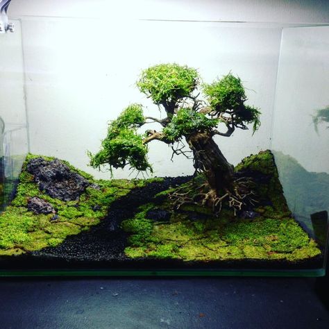 Gallery - Bonsai Driftwood Aquascape Inspiration, Freshwater Fish Tank, Aquascaping Ideas, Fish Tank Ideas, Aqua Scaping, Aquascape Ideas, Fish Keeping, Aquascape Design, Fresh Water Fish Tank