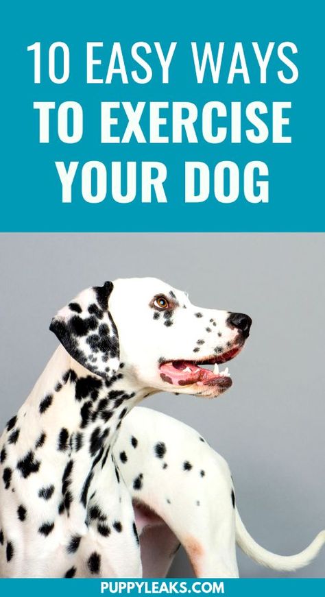 Looking for some easy ways to tire out your dog? Need some ideas for how to keep your dog busy, fit and active? Here's 10 easy ways to exercise your dog. Ways To Exercise, Dog Minding, House Training Dogs, Dog Health Tips, Dog Exercise, Best Dog Training, Dog Health Care, Best Dog Food, Dog Care Tips