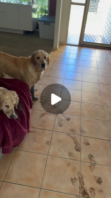 415K views · 39K likes | Ralph the Golden Retriever 🦁 on Instagram: "Get two Golden Retrievers they said! 😂😂  Follow @ralph.the.goldenretriever for more 🐶🐾  #funnydog #dog #dogsofinstagram #dogs #funnydogs #dogstagram #puppy #cutedog #doglife #doglover #funny #instadog #dogoftheday #doggo #doglovers #happydog #cute #love #puppylove #funnyvideos #cutedogs #funnydogvideos #dogvideos #pets #ilovemydog #dogsofinsta #meme #quirkydogs #dogmeme #puppiesofinstagram" Funny Dog Videos Hilarious Puppys, Funny Puppies Video, Golden Retriever Funny Videos, Funny Golden Retrievers, Dogs And Puppies Videos, Puppy Videos Funny, Happy Dogs Funny, Golden Retriever Instagram, Funny Puppy Videos