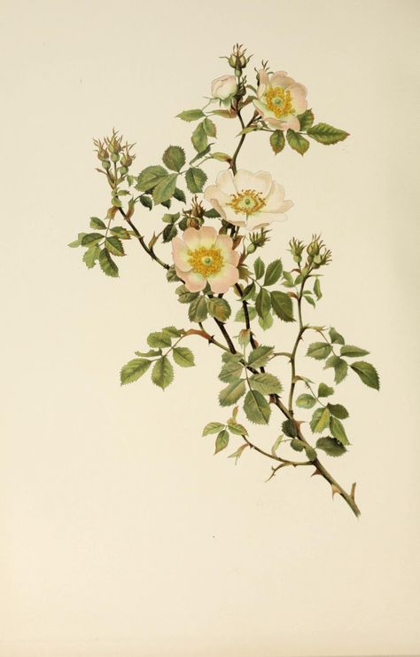 The genus rosa : Willmott, E. A. (Ellen Ann), 1858-1934 : Free Download, Borrow, and Streaming : Internet Archive Wildflower Drawing, Antique Flowers, Plant Study, Botanical Illustration Vintage, Botanical Illustrations, Botanical Poster, Floral Image, Botanical Beauty, Scientific Illustration