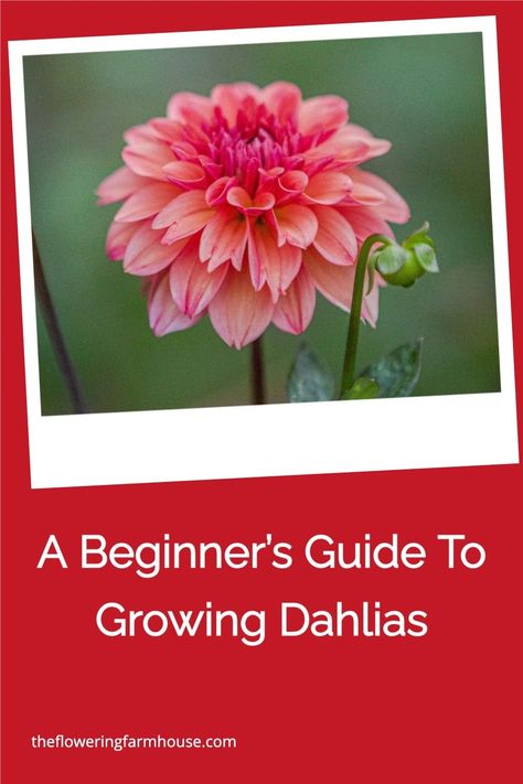 Are you interested in growing dahlias, but don't know where to start? Check out my complete Beginner's Guide to Growing Dahlias. You'll find everything you need to know to successfully plant, grow, and care for your dahlia flowers. Dahlia Flower Garden, Dahlia Seeds, Dahlia Care, Planting Dahlias, Flower Garden Layouts, Growing Cut Flowers, Spring Planter, Dahlias Garden, Growing Dahlias