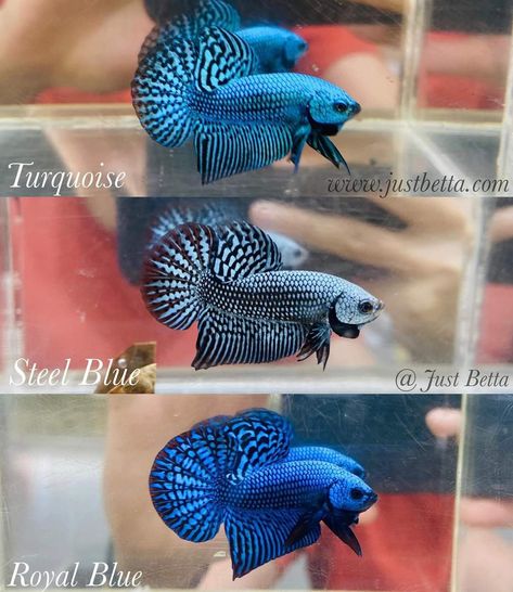 Aquarium Tips, Betta Fish Tank, Betta Fish, Fish Tank, Fish