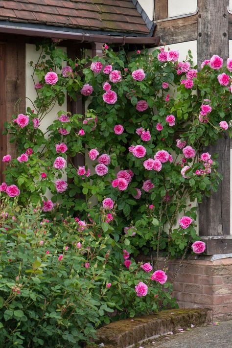 12 Tips for Designing Beautiful Rose Beds | HGTV Rose Garden Design Layout Flower Beds, Rose Beds Garden Ideas, Rose Garden Ideas, Landscaping With Roses, Rose Garden Design, Hgtv Garden, Unique Roses, David Austin, David Austin Roses