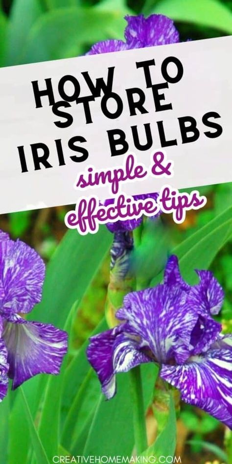 Don't let your iris bulbs go to waste! Follow our step-by-step guide on how to store iris bulbs and keep them thriving. From drying to storage, we've got you covered. Pin now and enjoy a stunning display of irises come springtime! How To Store Iris Rhizomes, Replanting Iris Bulbs, Transplanting Irises In Fall, When To Plant Iris Bulbs, Iris Bulbs, Iris Rhizomes, Dug Up, Fall Garden, Flower Care