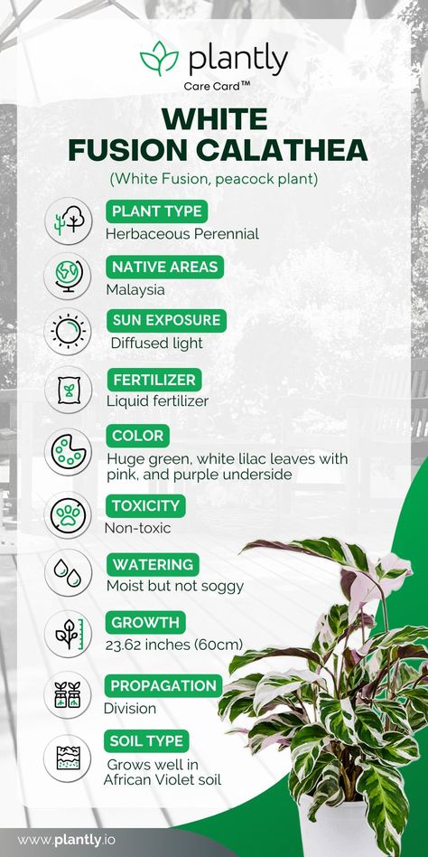 Calathea White Fusion Plant Care | Plantly Calathea White Fusion Care, White Fusion Calathea, Calathea Plant Care, Calathea White Fusion, Peacock Plant, Dream Patio, Orchid Bark, Calathea Plant, Household Plants