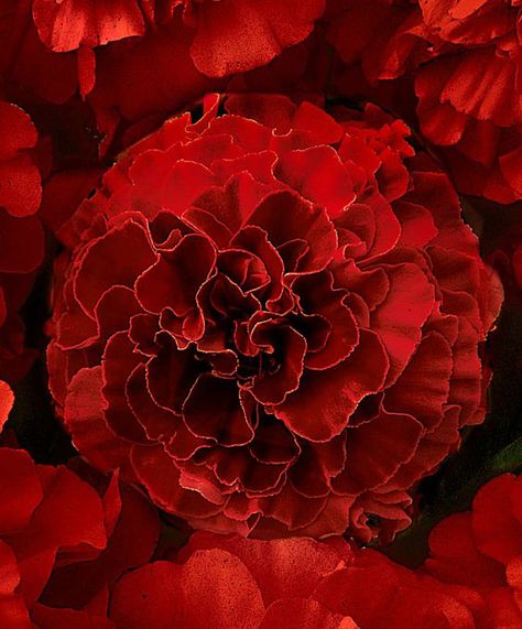 Rojo French Marigold, All Things Red, The Color Red, Marigold Flower, Seeing Red, Deco Floral, Flower Beauty, Red Flower, Beautiful Blooms