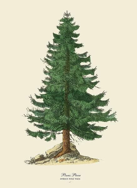 Victorian Botanical, Pine Tree Art, Spruce Tree, Poster Size Prints, Tree Illustration, Tree Drawing, Photo Tree, 로고 디자인, Tree Art