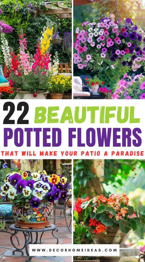 Transform your patio into a paradise retreat with our guide to 22 stunning potted flowers. Discover vibrant blooms that thrive in pots, perfect for adding color and charm to your outdoor space. From fragrant florals to hardy plants, learn which varieties will make your patio an inviting haven. Flower Pot Arrangement Ideas, Flower Pot Arrangements Outdoor, Pot Plants Outdoor Patio, Potted Flowers For Patio, Potted Flower Garden, Mixed Flower Pots, Patio Flower Pots, Pot Gardening, Garden Goals