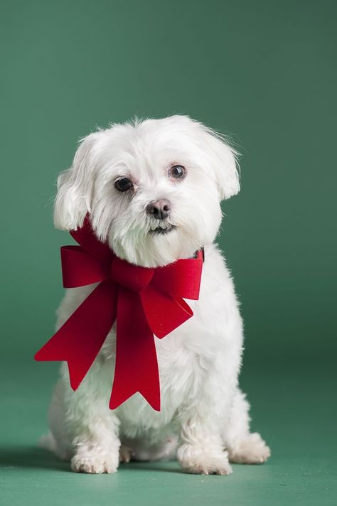 Maltese in red bow #sponsored #PetSmartGrooming @petsmartcorp Photo by © Alice G Patterson Photography Christmas Dog Photos, Christmas Pet Photoshoot, Christmas Dog Photoshoot, Pet Christmas Photos, Holiday Pet Photography, Christmas Dog Photography, Dog Photo Ideas, Pet Photoshoot, Christmas Pet Photos