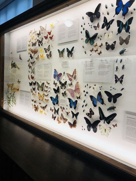 Butterfly Museum, Butterfly Exhibit, Aesthetic Animals, Colors Aesthetic, Insect Taxidermy, Museum Aesthetic, Insect Collection, Aesthetic Vsco, Night At The Museum