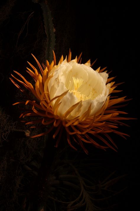 Queen Of The Night Flower Tattoo, Selenicereus Grandiflorus, Queen Of The Night Flower, Night Blooming Cereus, Night Blooming Flowers, Queen Of The Night, Blooming Cactus, Night Flowers, Moon Garden