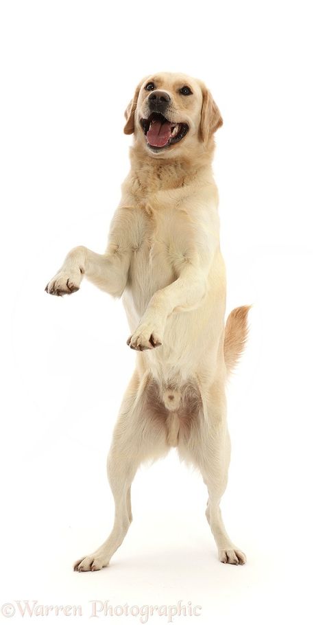 Yellow Goldidor Retriever dog, playfully standing up photo WP48939 Dogs Standing Up, Dog Standing Up, Dog Looking Up, Dog Reference Poses, Dynamic Dog Poses, Dog Reference Photo, Bow Poses, Dog Posing, Dancing Dogs