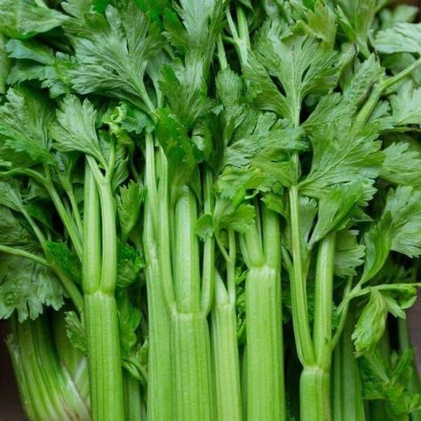 Leftover Celery, Growing Celery, Coconut Jam, Celery Recipes, Poinsettia Plant, Cream Of Celery, Cream Of Celery Soup, Celery Soup, Celery Juice