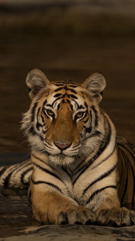 Tiger Aesthetics Cute, Big Cats Aesthetic, Tiger Looking Up, Tigress Aesthetic, Big Cat Aesthetic, Tiger Eye Makeup, Tigre Aesthetic, Tigress Wallpaper, Feline Aesthetic