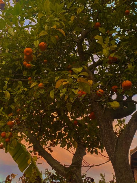 Orange Orchard Aesthetic, Tangerine Tree Aesthetic, Orange Tree Aesthetic, Sienna Aesthetic, Tangerine Aesthetic, Spring Widgets, Sunset Spain, Grapefruit Tree, Tangerine Tree