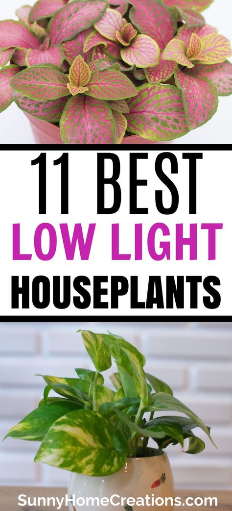 Top and bottom have houseplants and middle says "11 best low light houseplants". Low Light Houseplants, Indoor Plants Clean Air, Big Indoor Plants, Low Light House Plants, Indoor Plants Low Light, Houseplants Low Light, Low Light Indoor Plants, Kitchen Plants, Household Plants