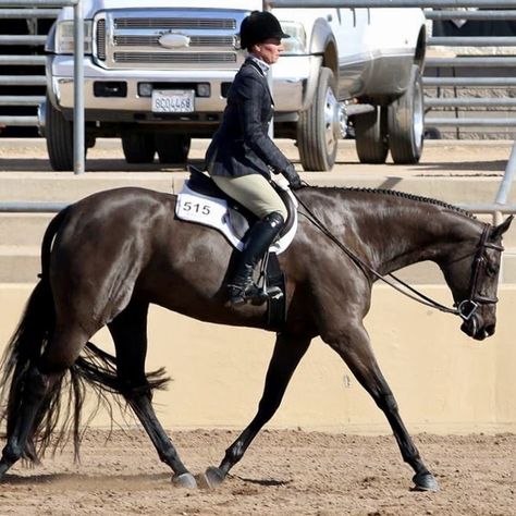 Hunter Under Saddle Horse, Horse Disciplines, English Pleasure, Hunt Seat Equitation, Hunter Under Saddle, Hunter Jumper Horses, Aqha Horses, Hunter Horse, Unwritten Rules