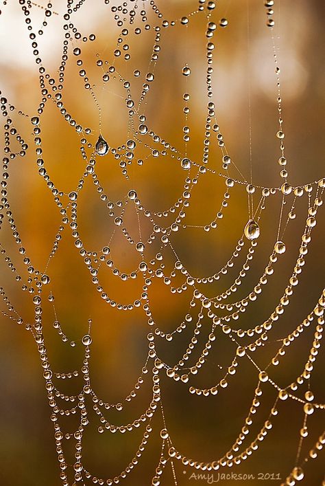 Web with Dew Drops Spider Art, Spider Webs, Dew Drops, Water Droplets, Abstract Photography, Pics Art, Water Drops, Macro Photography, Spiders