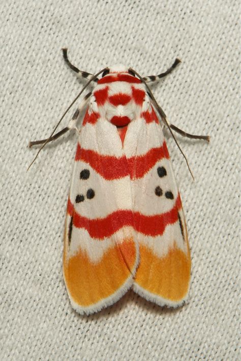 Arctiid Moth (Cyana bellissima) Arctiid Moth, Colourful Insects, Nature Reference, Moth Species, Colorful Moths, Insect Photos, Moth Caterpillar, Human Anatomy Drawing, I Love Lamp