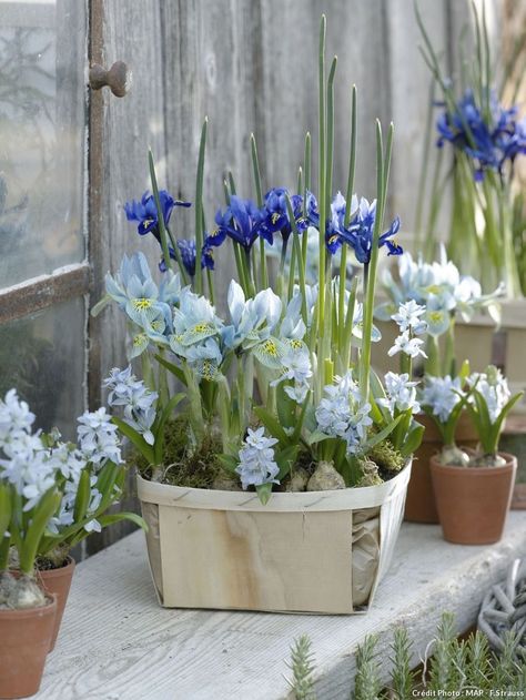 Iris Reticulata, Urban Garden Design, Grand Marais, Garden Vases, Balcony Plants, Garden Bulbs, Blue Garden, Spring Bulbs, Deco Floral