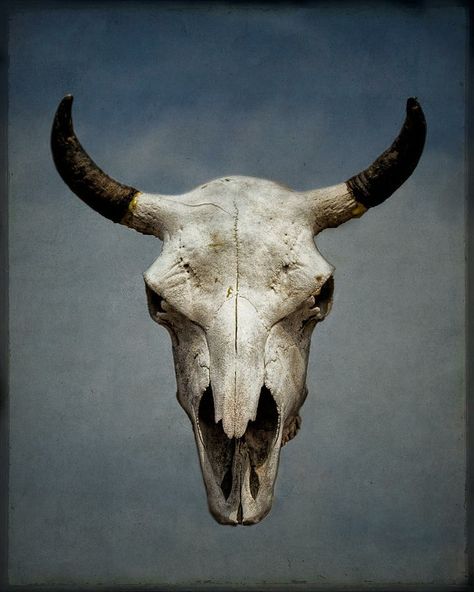 Georgia O'keefe Art, Bull Skull Tattoos, Skull Anatomy, Bison Skull, Nature Tattoo Sleeve, Skull Reference, Skull Sketch, Composition Painting, Animal Skeletons