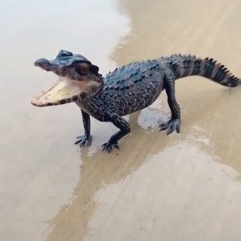 Baby Alligator, Dog Video, Cute Reptiles, Cute Animals Images, Pretty Animals, Crocodiles, Silly Animals, Cute Wild Animals, Reptiles And Amphibians