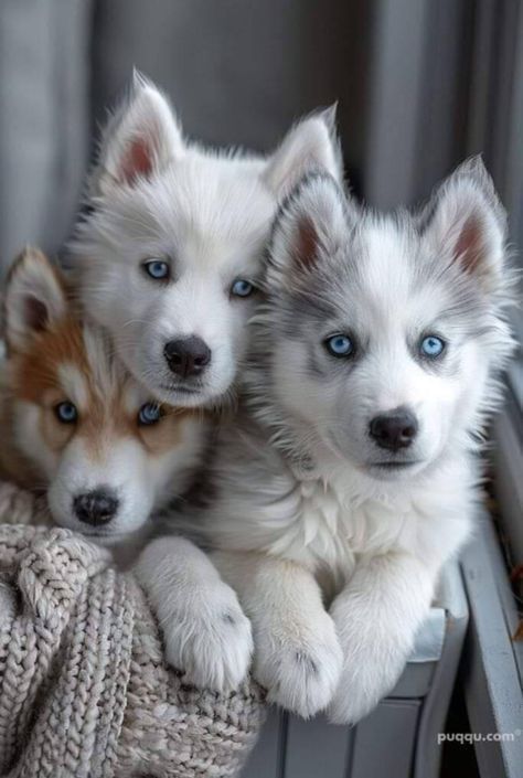 Husky Aesthetic, Pomsky Dog, Husky Breeds, Husky Puppies, Cute Dog Pictures, Husky Puppy, Husky Dogs, Old Dogs, Cute Cats And Dogs