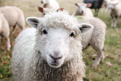 Bestbrook Mountain Resort & Farm Stay | Brisbane Kids Irish Slang, Fire Festival, Counting Sheep, Visit Ireland, The Shepherd, Nature Center, Endangered Species, Animal Welfare, Farm Animals