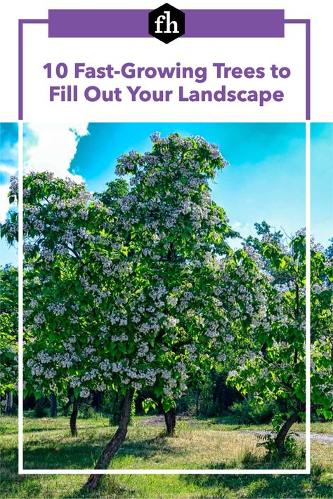 Whether your goal is adding quick curb appeal, shade or privacy, here are 10 trees that provide results faster than average. Best Shade Trees, Fast Growing Shade Trees, Creative Landscaping, Fast Growing Evergreens, Growing Trees, Privacy Trees, Landscaping Trees, Reading More, Driveway Landscaping